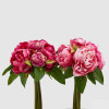 Ramo Peonias